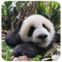 大熊猫认脸app(暂未上线)